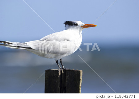 Royal tern in non-breeding plumage is perched on the wooden pole on the beach of the ocean in tropics. Blue sea and the sky on the background. Royal tern in non-breeding plumage is perched on the wooden pole on the beach of the ocean in tropics. Blue sea and the sky on the background. 119342771