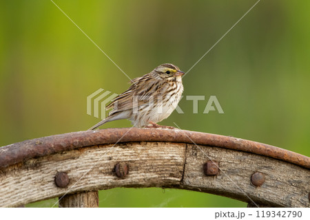 Savannah sparrow is sitting on the wooden old wheel in the garden in summer. Savannah sparrow is sitting on the wooden old wheel in the garden in summer. 119342790