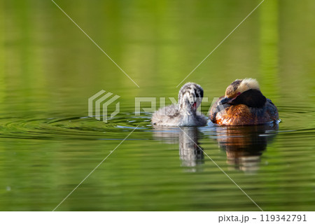 Female Horned grebe with a baby resting on still waters of the lake among green vegetation in summer day. Female Horned grebe with a baby resting on still waters of the lake among green vegetation in summer day. 119342791