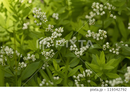 Common comandra is blooming in the forest floor in summer in the north. 119342792