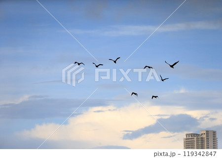 早朝移動するカワウの群れ 119342847