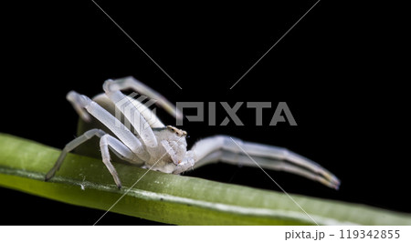 picture of a live spider, an insect picture of a live spider, an insect 119342855
