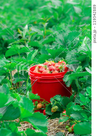 Red pail with strawberries among green foliage in summer garden. Red pail with strawberries among green foliage in summer garden. 119342889