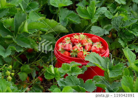 Red pail with strawberries among green foliage in summer garden. 119342891