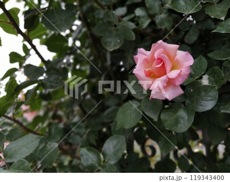 A soft pink rose showcases its beautiful petals, gently unfurling in a vibrant garden filled with lush foliage under bright sunlight. 119343400