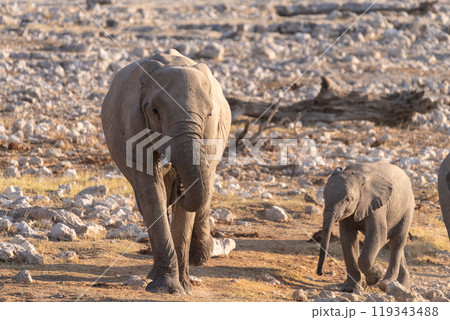 Bathing Elephants in Etosha 119343488