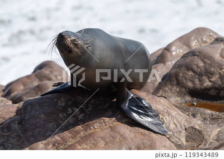 One seal emerging from the water 119343489