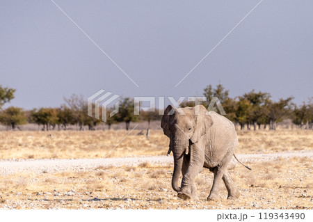 Elephant running towards a waterhole 119343490