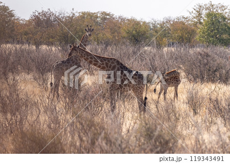 Giraffes in Etosha 119343491