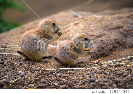 Two young prairie dogs sitting on the ground and holding food in their paws Two young prairie dogs sitting on the ground and holding food in their paws 119344543