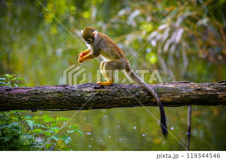 Common Squirrel Monkey on a Tree Branch above Water 119344546