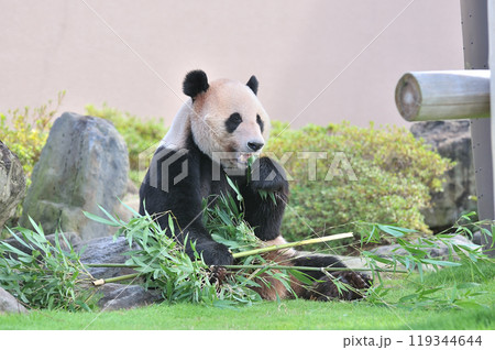 おいしそうに竹を食べる明浜 おいしそうに竹を食べる明浜 119344644
