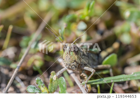 草むらのマダラバッタ(ヒメバッタ) 草むらのマダラバッタ(ヒメバッタ) 119344653