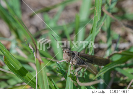 草むらのマダラバッタ(ヒメバッタ) 草むらのマダラバッタ(ヒメバッタ) 119344654