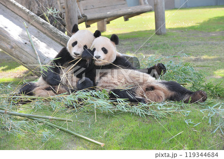 並んで竹を食べる梅浜・永浜 119344684