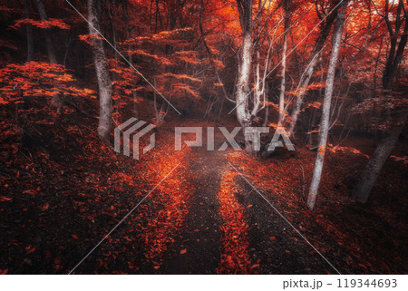 Scary autumn forest with trail in fog. Fall colors. Foggy trees 119344693
