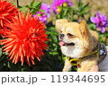 ペキチワ 119344695