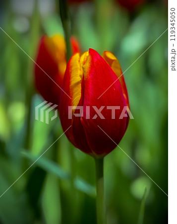 Beautiful flowers tulips nature backgroung Spring flowering 119345050