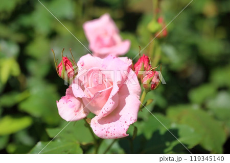 初夏の公園　バラの花　ブライダルインク 119345140