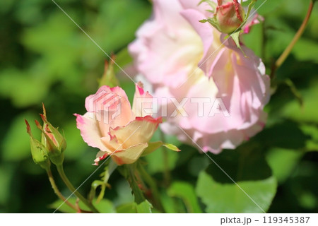 初夏の公園　バラの花　マチルダ 119345387
