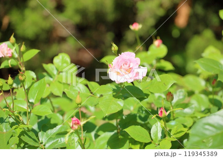 初夏の公園　バラの花　マチルダ 119345389