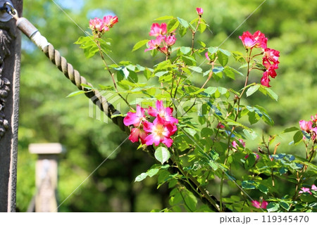 初夏の公園 バラの花 カクテル 初夏の公園 バラの花 カクテル 119345470