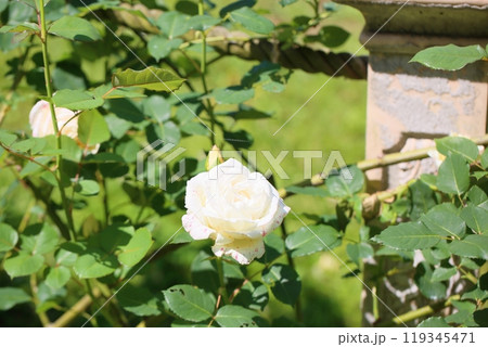 初夏の公園 バラの花 アメリカ 初夏の公園 バラの花 アメリカ 119345471
