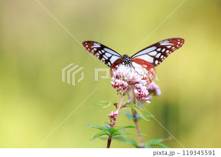 フジバカマにとまるアサギマダラ フジバカマにとまるアサギマダラ 119345591