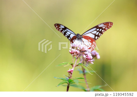 フジバカマにとまるアサギマダラ 119345592