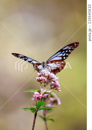 フジバカマにとまるアサギマダラ 119345610