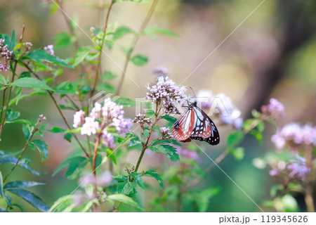 フジバカマにとまるアサギマダラ 119345626