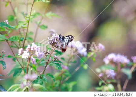 フジバカマにとまるアサギマダラ 119345627