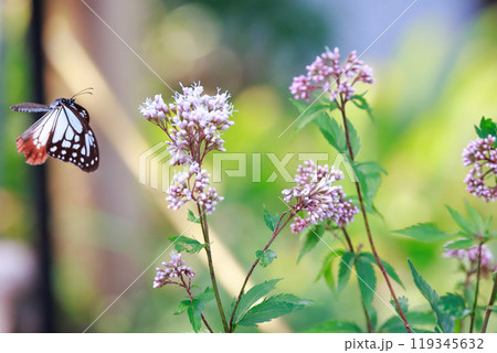 フジバカマにとまるアサギマダラ 119345632