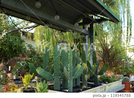 植木屋の店先の植物 植木屋の店先の植物 119345788