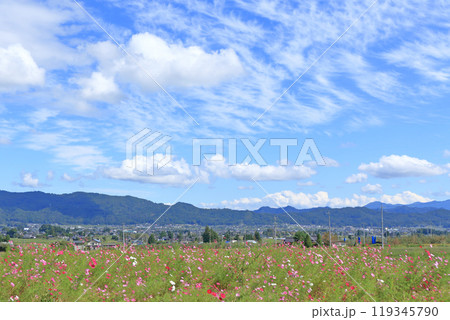 安曇野の田園　コスモスと秋の空 119345790