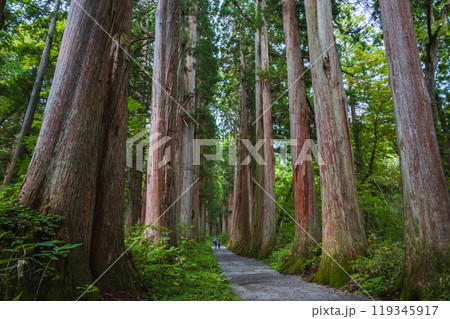 【戸隠神社】奥社参道杉並木【長野市】 119345917