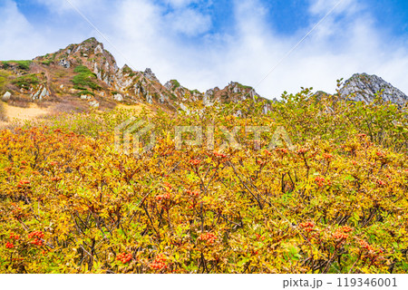 【長野県】ナナカマドの実が赤く色づいた、秋の千畳敷カール 【長野県】ナナカマドの実が赤く色づいた、秋の千畳敷カール 119346001