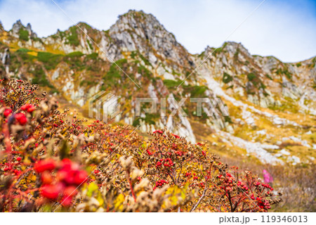 【長野県】ナナカマドの実が赤く色づいた、秋の千畳敷カール 119346013
