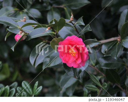 出先で見かけるサザンカ    山茶花  sasanqua 119346047