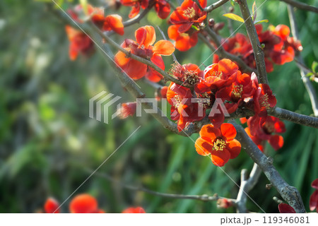 春3月満開の赤いボケの花 119346081