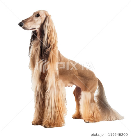 Majestic purebred afghan hound standing in an elegant side view portrait, showcasing its unique long, silky, and glossy coat Majestic purebred afghan hound standing in an elegant side view portrait, showcasing its unique long, silky, and glossy coat 119346200