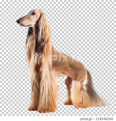Majestic purebred afghan hound standing in an elegant side view portrait, showcasing its unique long, silky, and glossy coat 119346200