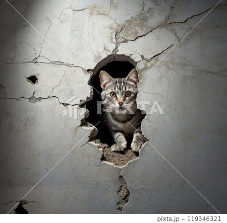 壁穴から覗いているサバトラ猫 119346321