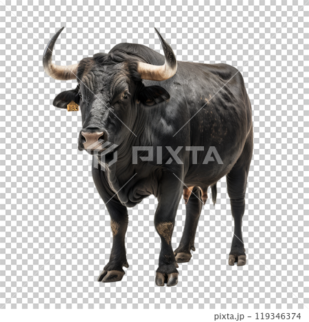 Powerful black bull with impressive horns standing isolated on a checkerboard pattern 119346374
