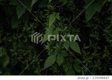ツタの葉が生い茂る風景 ツタの葉が生い茂る風景 119346687