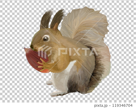 Hokkaido squirrel (with acorns) 119346704