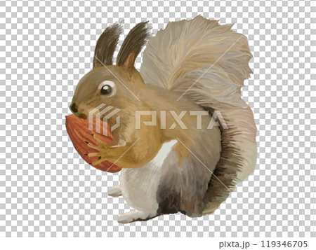 Hokkaido squirrel (with almonds) 119346705