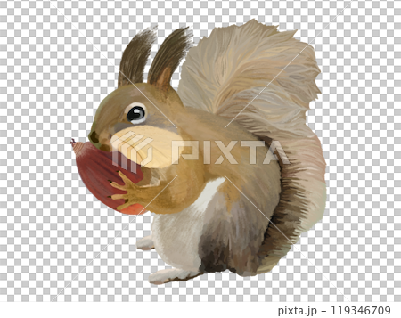 エゾリス(頬袋)ドングリ付き エゾリス(頬袋)ドングリ付き 119346709