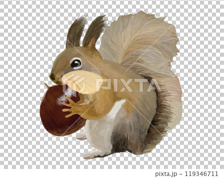 Hokkaido squirrel (cheek pouch with chestnuts) 119346711