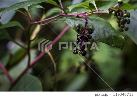 色づいたヨウシュヤマゴボウ 119346713